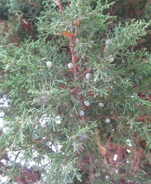 Juniper with berries sm